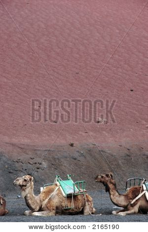 Kamelen in rust