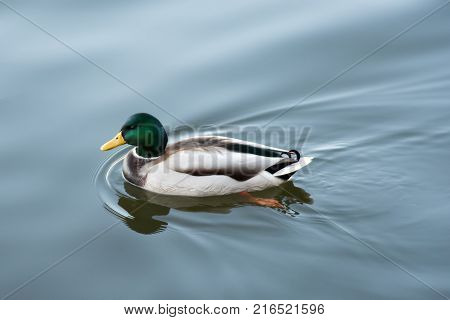 Portrait of mallard duck on the lake