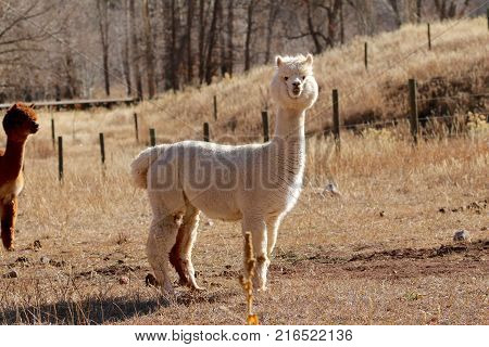 Alpacas enjoying sunshine at a ranch in Durango, CO