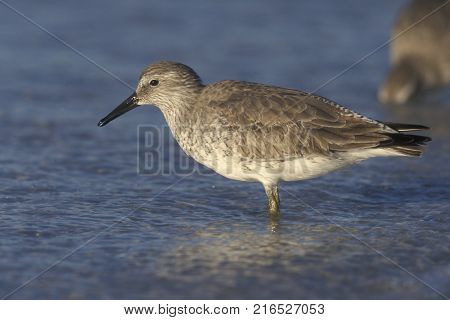 A Red Knot sandpiper, Calidris canutus in winter plumage in shallow water on a beach in Florida