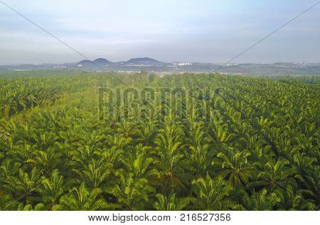 Aerial View Of Mount Baling, With Padding Field View Before Sunrise.