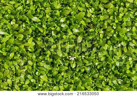 closeup of selliera radicans plant leaves background