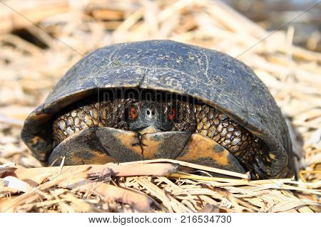 The Blandings Turtle (Emydoidea blandingii) is considered an endangered species in the state of Illinois