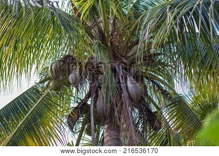 Coconut is beneficial to the body fresh from the garden.