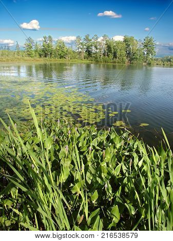 Emergent aquatic vegetation along Little Bearskin Lake of northwoods Wisconsin