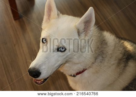 Husky Portrait Photo showing beautiful blue eyes