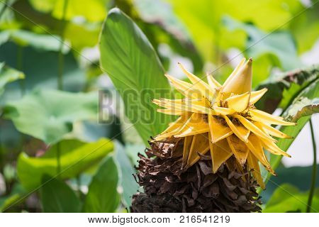 Musella lasiocarpa yellow flower from a chinese dwarf banana tree also called golden lotus with green leaves in the background, Chengdu, China