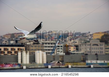 seagull flying high and stalking to fish in hope to catch it