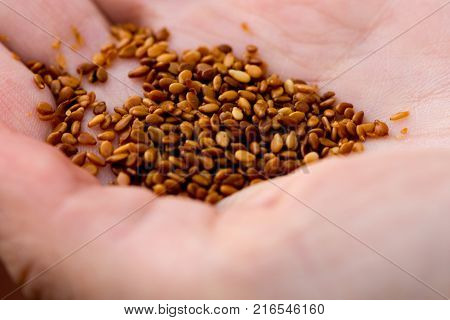 pile of seed in the hand ready to feed the birds