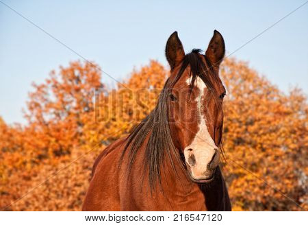 Red bay Arabian horse in evening sun against fall foliage, looking at the viewer head on
