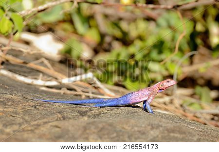 Closeup of Agama lizard (scientific name: Agama agama or 