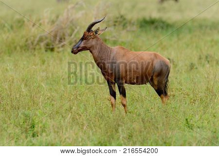 Topi (scientific name: Damaliscus lunatus jimela or 