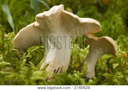 Champignon
