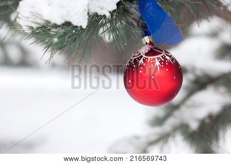 Red Christmas ball on the branches fir in snow winter forest.