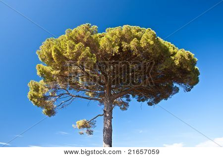 Pinus pinea