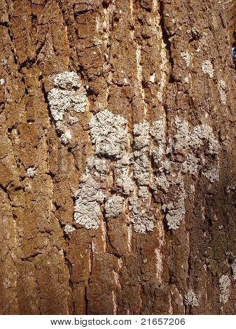 Cork