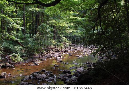 Bosque