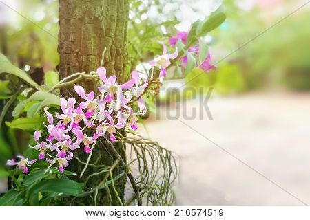 Pink orchids with leaves and roots on tree trunk and blurred backgroundใ Copy-space for add text is on the right.
