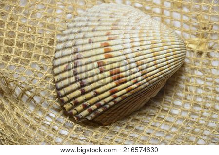 a large sea shell on the abrasive background
