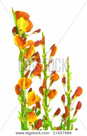 Genista