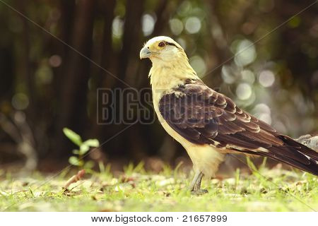 Gul-ledes Caracara på en solbeskinnet clearing