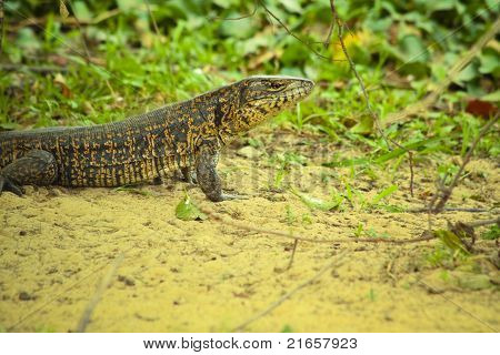 Lucertola tegu