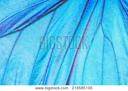 Detailed macro photo of a shiny blue tropical butterfly (morpho didius) wing