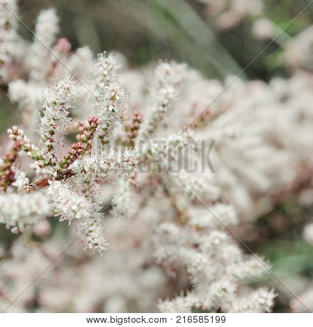 Flowers of tamarisk. Flowers of tamarisk. Nature background. Plants of the Earthe.