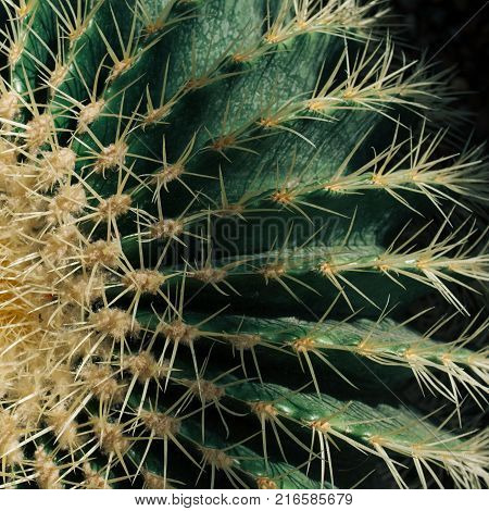 Cactus spines pattern. Nature background. Natural background of cactus plant
