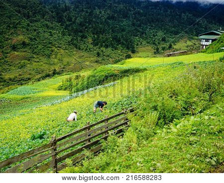 Trongsa Bhutan - Sep 1 2015. People working on rice field in Trongsa Bhutan. Bhutan is one of the world smallest and least developed countries.