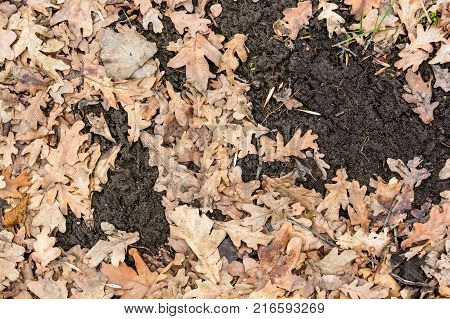 Background of dry fallen oaken leaves on the ground