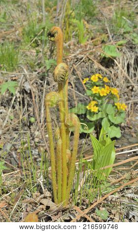 A close up of the young fern at spring.