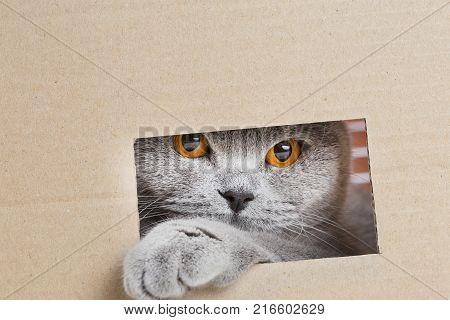 The kitten looks out of the box. British cat plays hide and seek. A pet inside a cardboard box with place for text. Face and paws hidden kittenwith copy space.