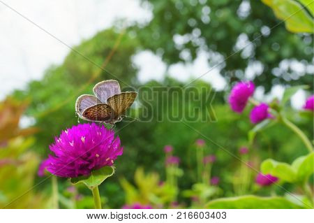 Butterfly on pink flowers gomphrena in the evening sunset.