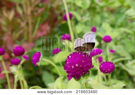 Butterfly on pink flowers gomphrena in the evening sunset.