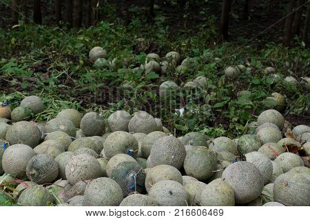 Leave a lot of Rock Melon on the floor.