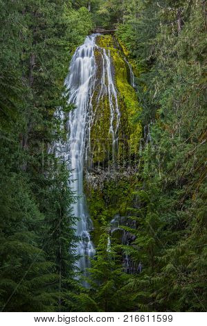 The Top Of Proxy Falls Through Trees