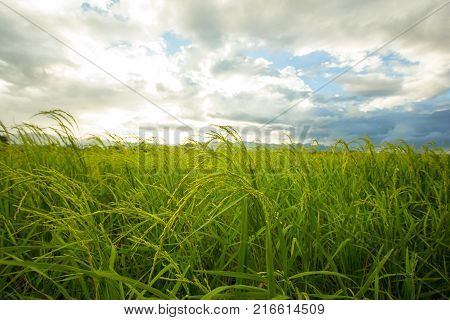 Paddy field with sunrise in Sungai Besar.