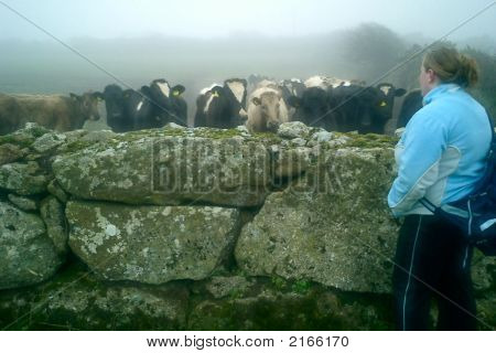 Cows