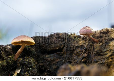 Mushroom-shaped brown umbrella on wood.Macrolepiota procera (Parasol mushroom). Tasty edible. Long stalk, Umbrella-like. In the middle of the cap peaked, brown. 