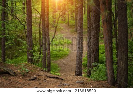 Path in a pine tree forest sunset. Summer. Sunset.
