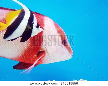 A Colorful Fish In An Aquarium In Dark Blue Water