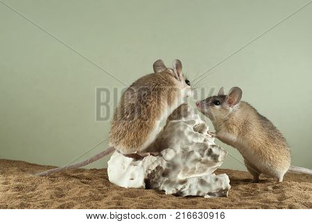 Two spiny mouses in a spacious terrarium with a sandy bottom and a quaint piece of gypsum