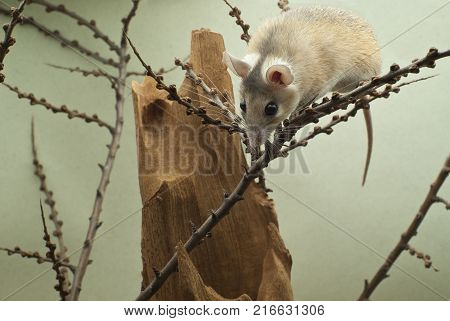 A cute African spiny mouse climbs over the twigs among the bizarre stump