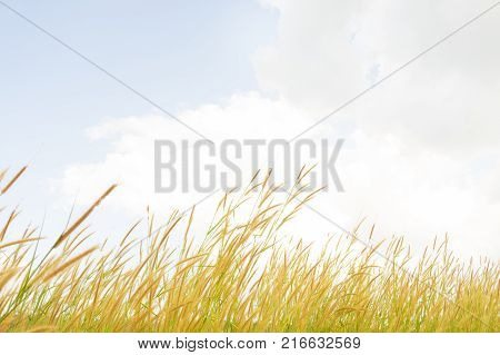 The grass flowers 