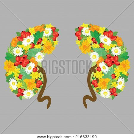 Human kidneys. Human organs with flowers. Medical vector illustration.