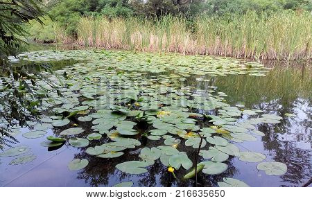 Beautiful nature by the river. Silence. Trees. Water surface.