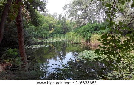 Beautiful nature by the river. Silence. Trees. Water surface.