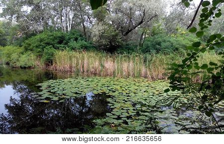 Beautiful nature by the river. Silence. Trees. Water surface.
