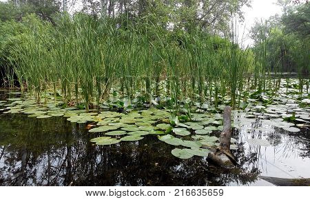 Beautiful nature by the river. Silence. Trees. Water surface.